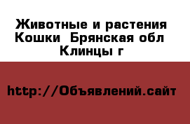 Животные и растения Кошки. Брянская обл.,Клинцы г.